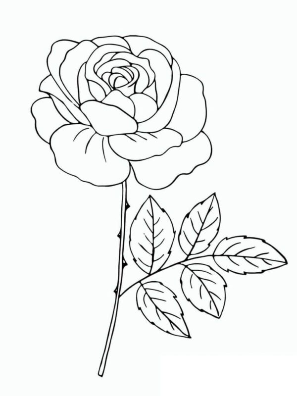 A nice-looking rose branch