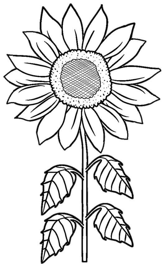 Basic Sunflower