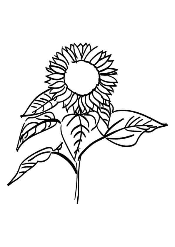 Basic Sunflower Design