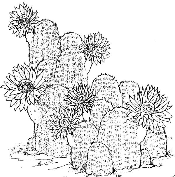 Cactus Hand Draw