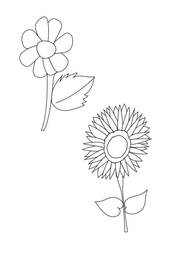 Daisy and Sunflower