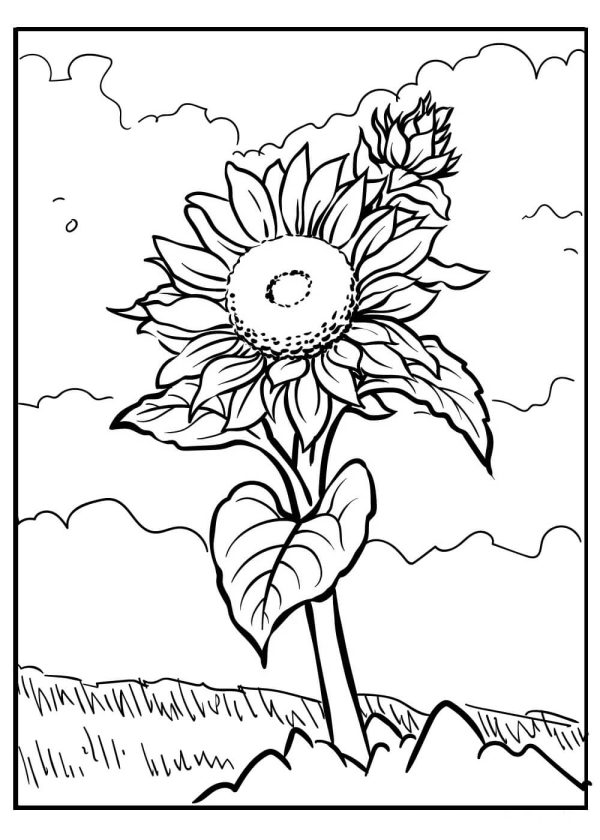 Free Sunflower