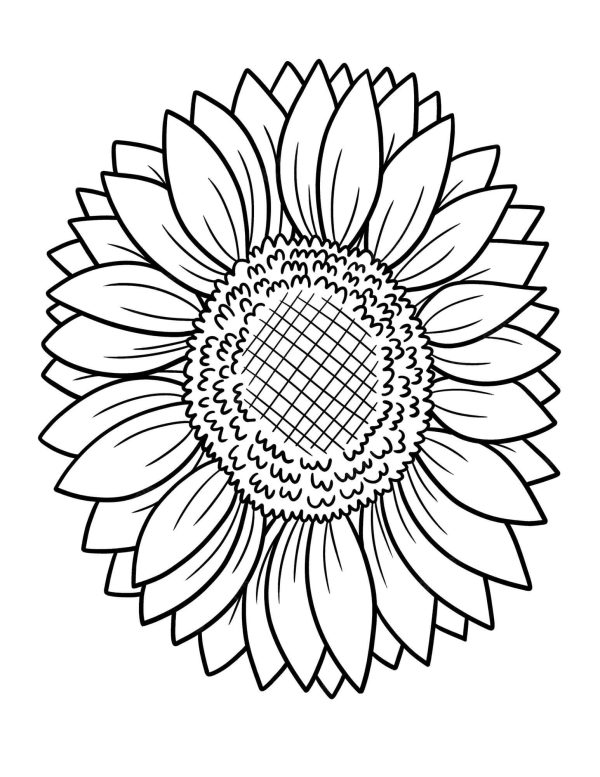 Normal Sunflower