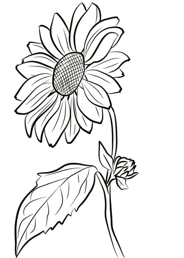 Sunflower Free Design
