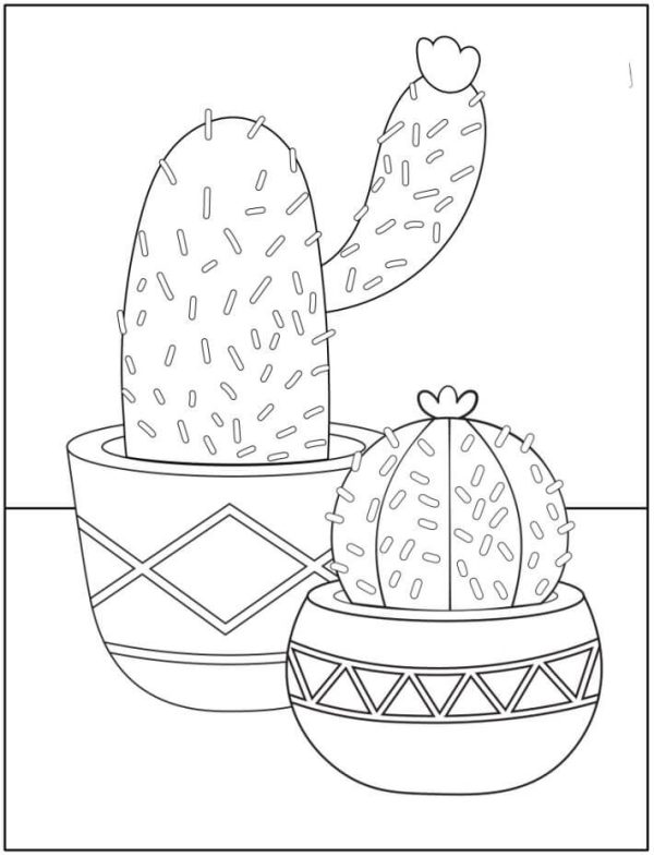 Two Potted Cactus