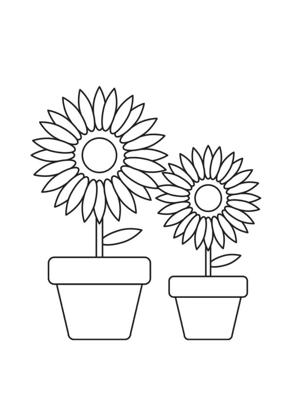 Two Sunflowers of Vases