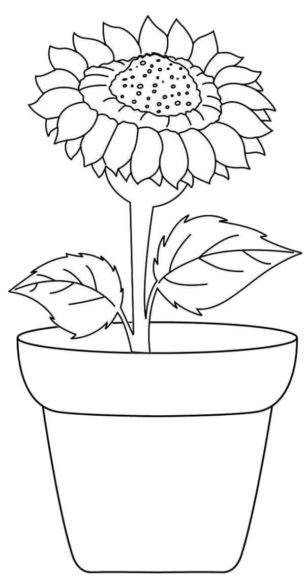 Vase Basic Sunflower