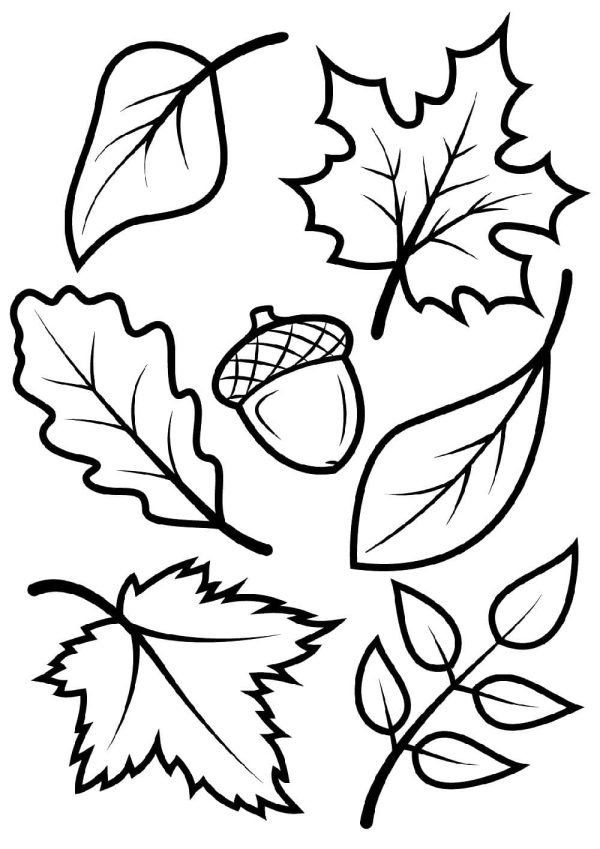 Basic Acorn With Leaves