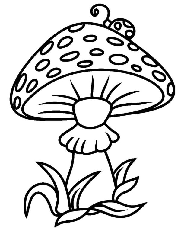 A Bug on A Mushroom