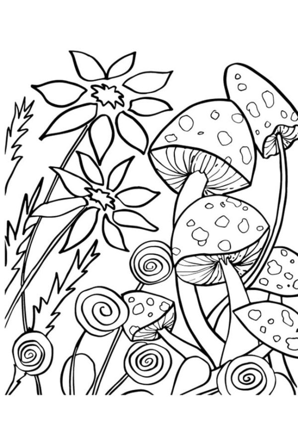 Flowers and Mushrooms
