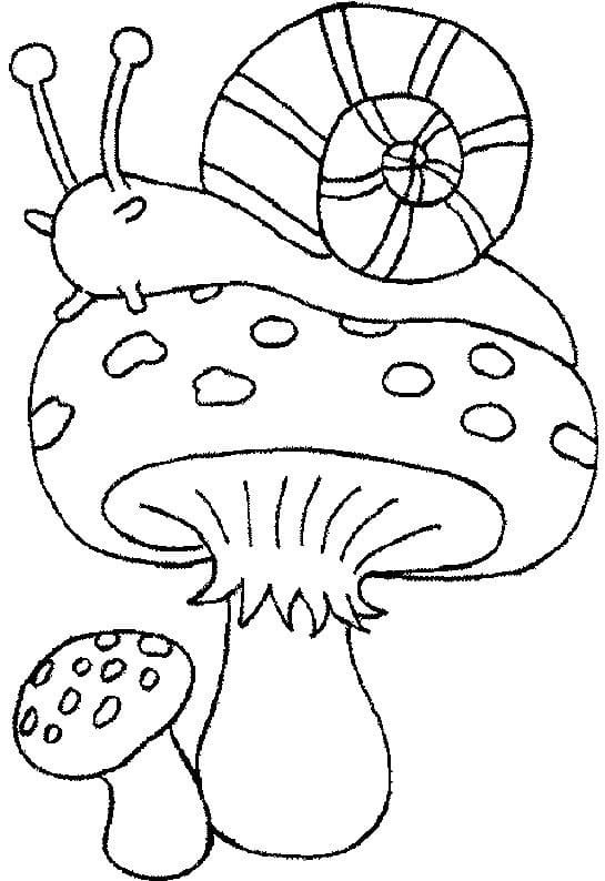 Mushrooms and Snail