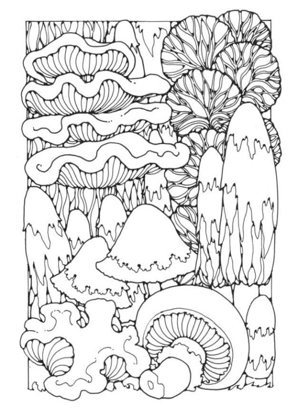 Mushrooms Forest