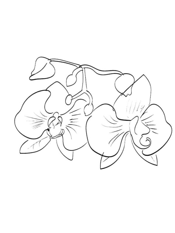 Orchid Flower Printable