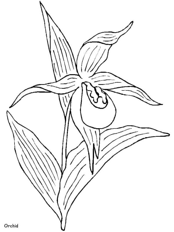 Printable Orchid Flower