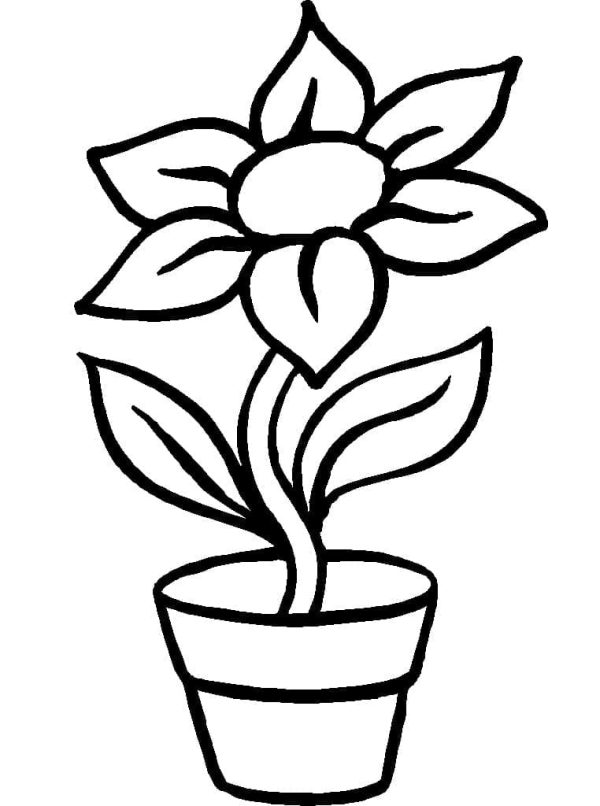 A Flower Pot