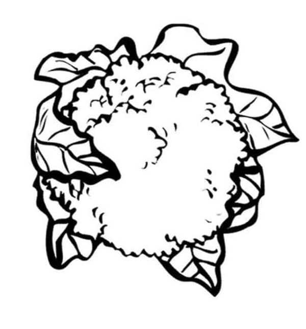 Cauliflower Drawing