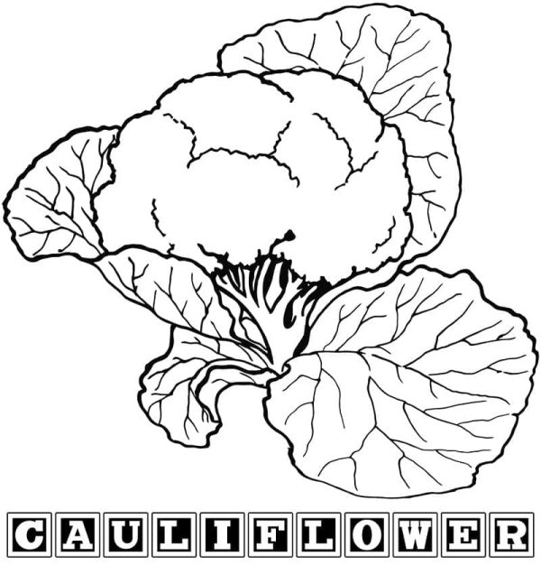 Cauliflower Printable