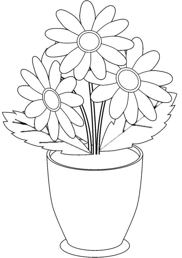 Chamomile in Flower Pot