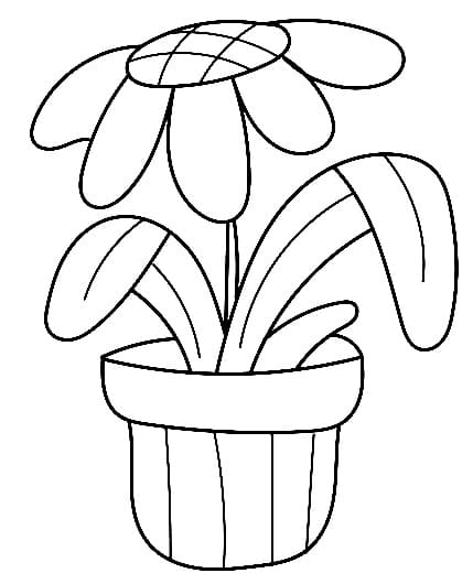 Daisy Flower in Flower Pot