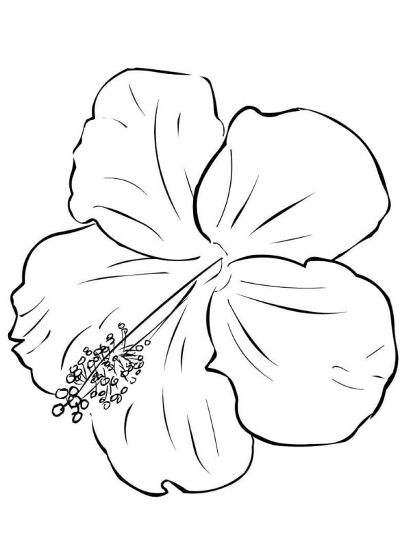 Hibiscus Flower For Kids