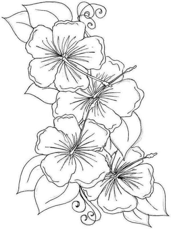 Hibiscus Flower Free Printable