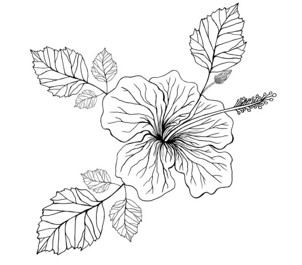 Hibiscus Flower Printable