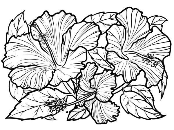 Hibiscus Printable For Kids