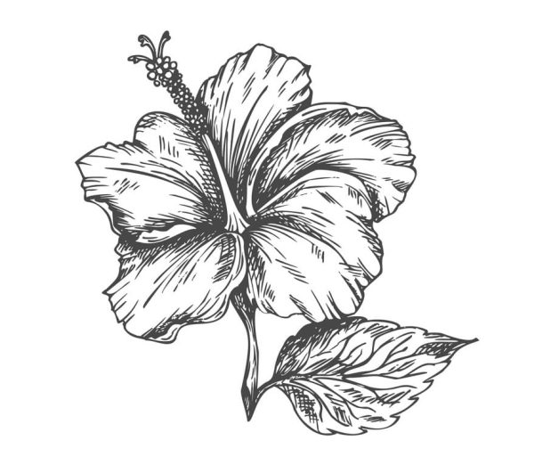 Print Hibiscus Flower