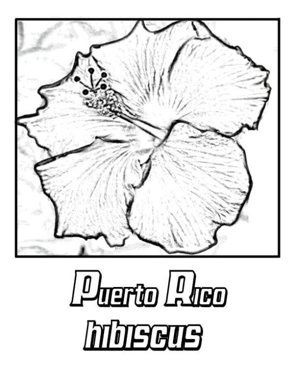 Puerto Rico Hibiscus