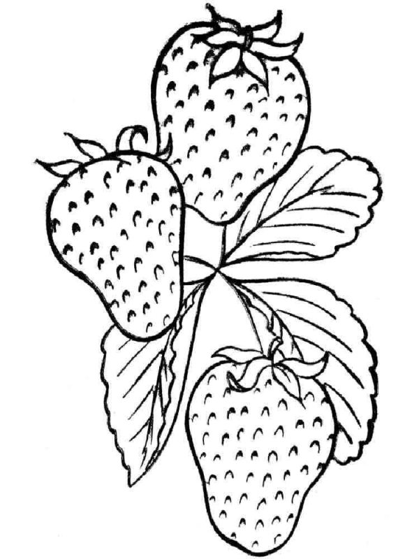 Strawberries Drawing