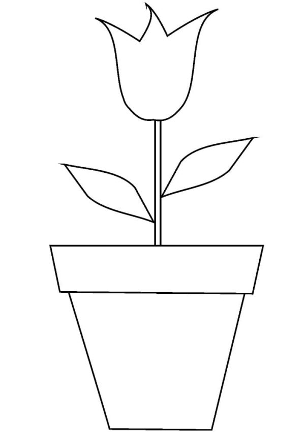 Tulip Flower Pot
