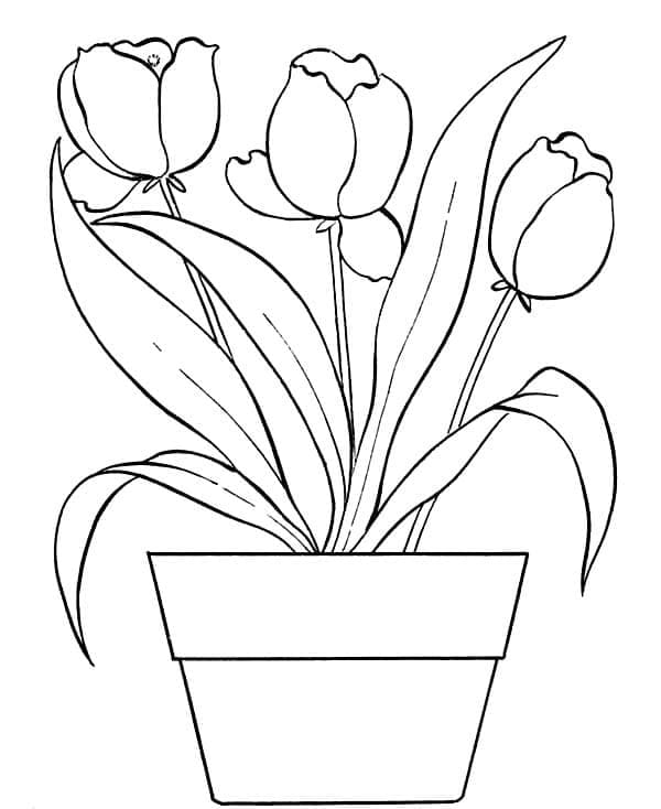 Tulips in Flower Pot
