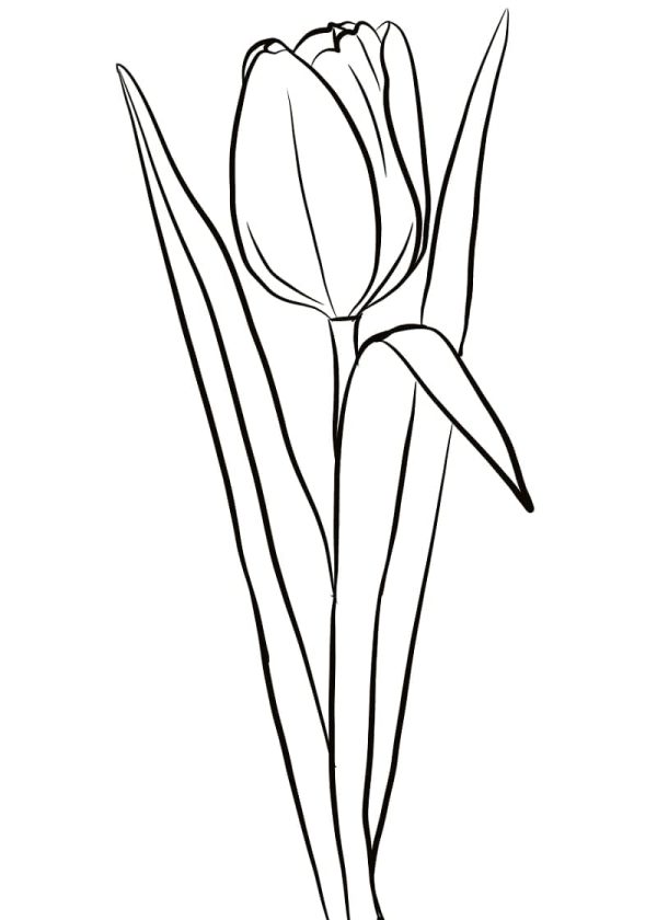 A Tulip