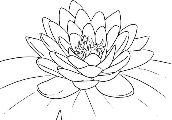 Amazing Lotus Flower