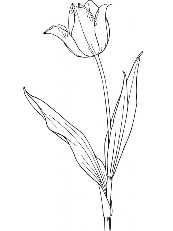Beautiful Tulip Flower