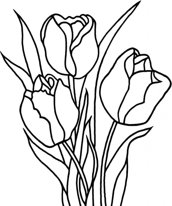 Drawing of Tulips