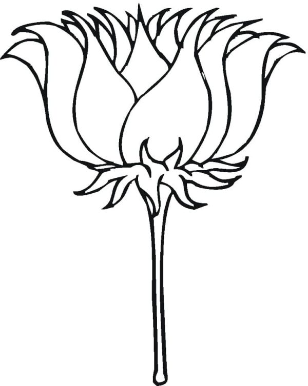 Lotus Flower Printable