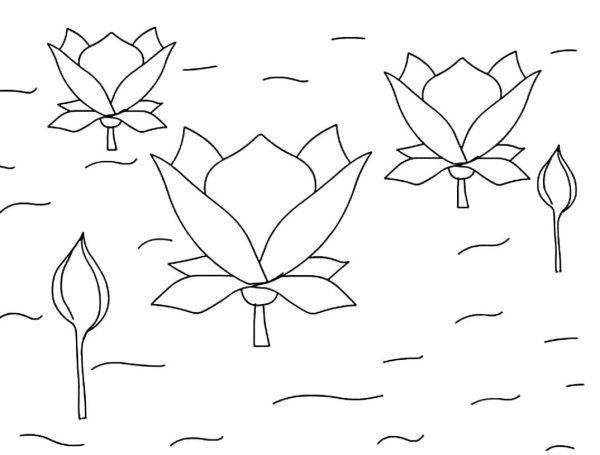 Lotus Flowers in a Pond