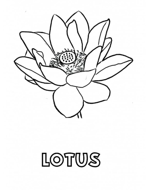 Lotus Printable For Kids