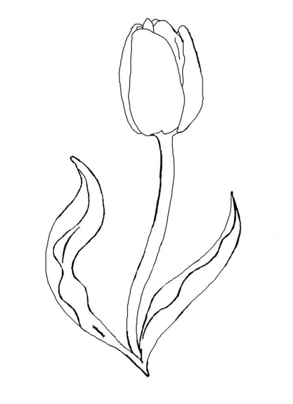 Lovely Tulip Flower