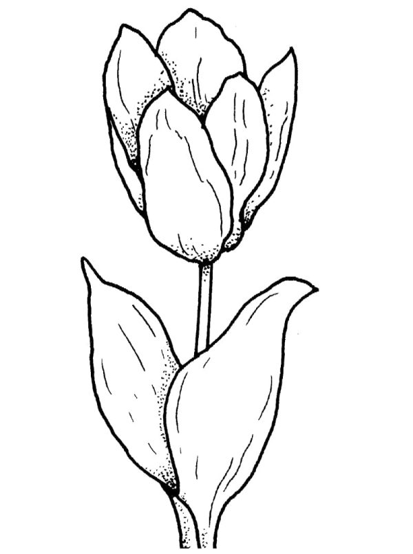 Nice Tulip