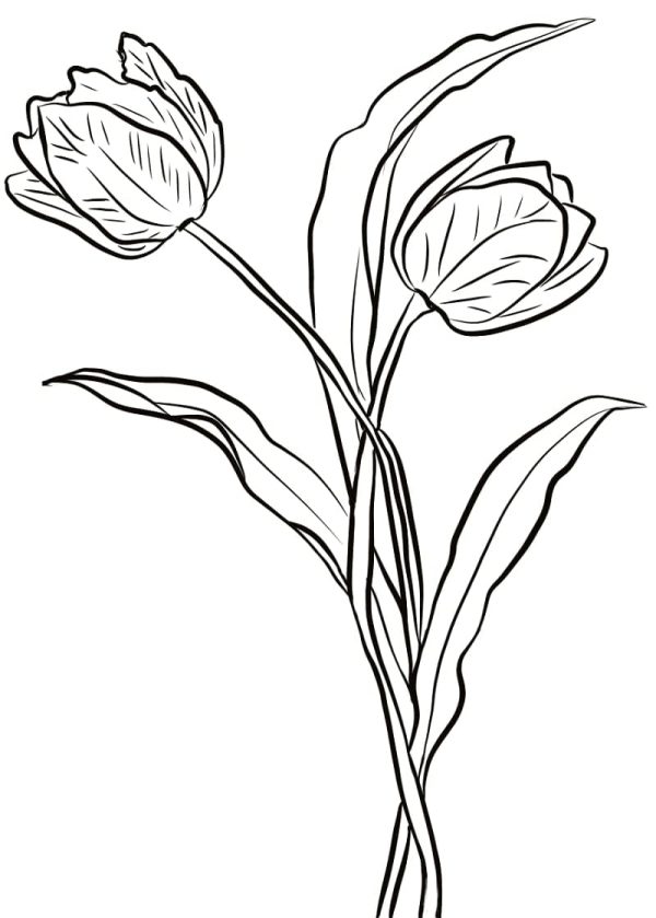 Print Tulips