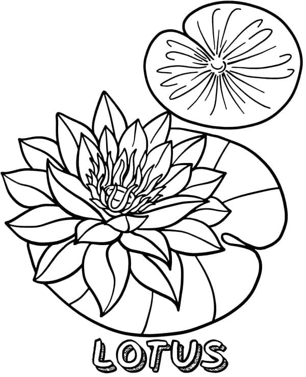 Printable Lotus