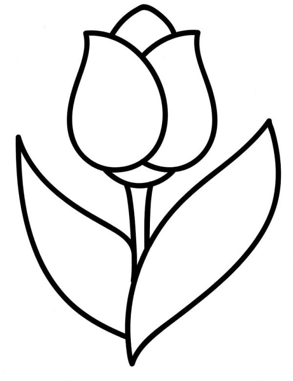 Simple Tulip Flower