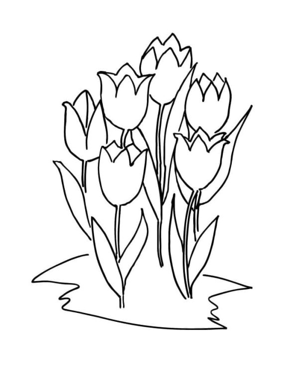 Six Tulips