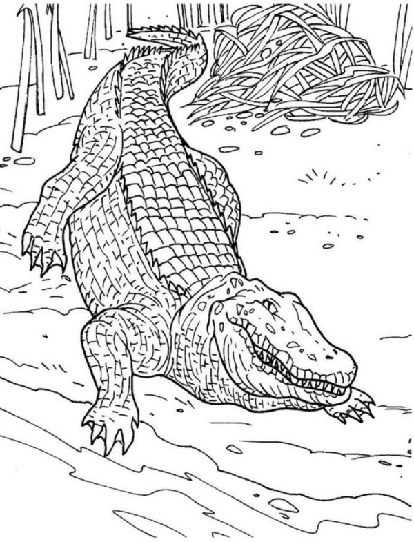 Mandala Crocodile Coloring Page – Sheet 6