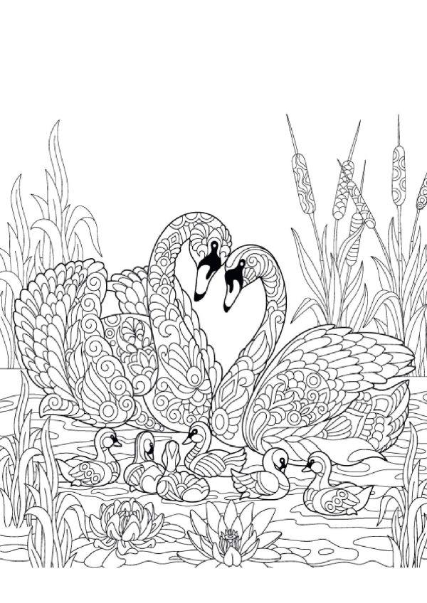 Family Swan Mandala