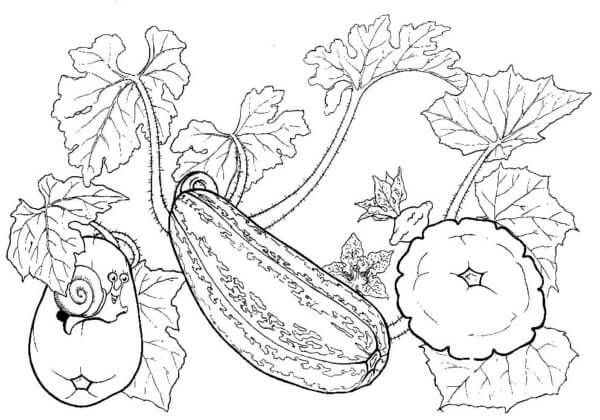 Patison, Zucchini, Courgette