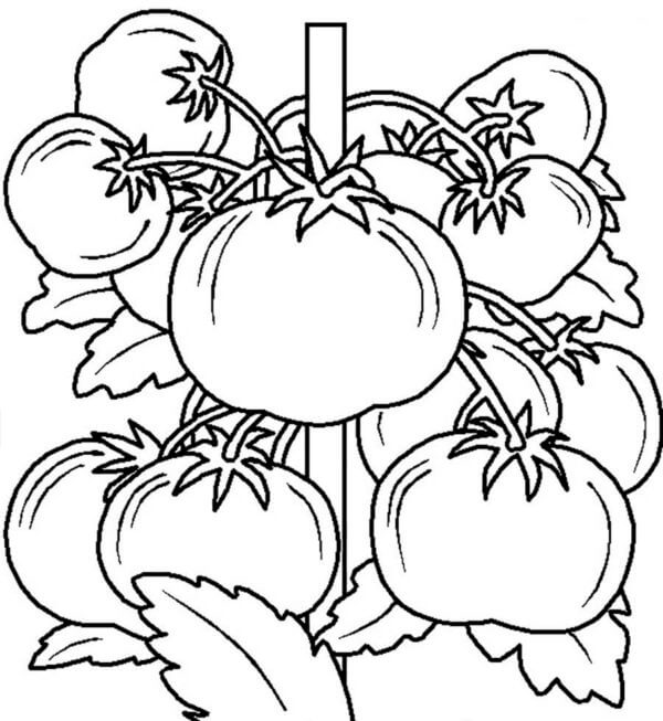 Tomatoes On A Branch