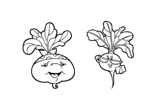Turnip And Radish